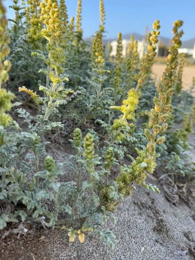 Ambrosia chamissonis. Créditos: Martín del Río.