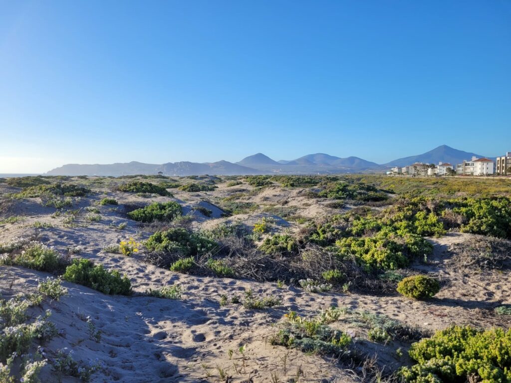 Bahía de Coquimbo, Sharon Montecino