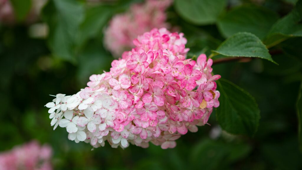 Hortensia cambiando de color. Créditos: Birute.