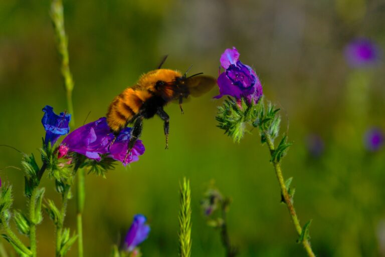 Abejas Y Abejorros - Guias Desplegables Tundra De Victor J. Hernandez
