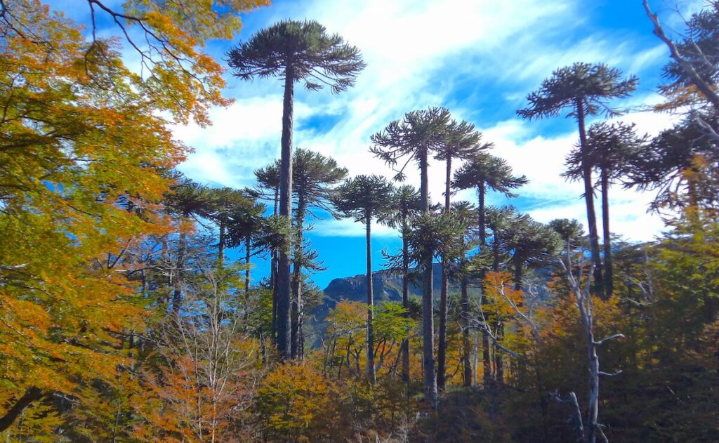 Créditos: Facultad de Ciencias Forestales UdeC