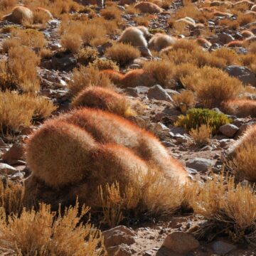 ¡Impresionante! «Cactus madre» del desierto facilita la vida de 18 especies de plantas