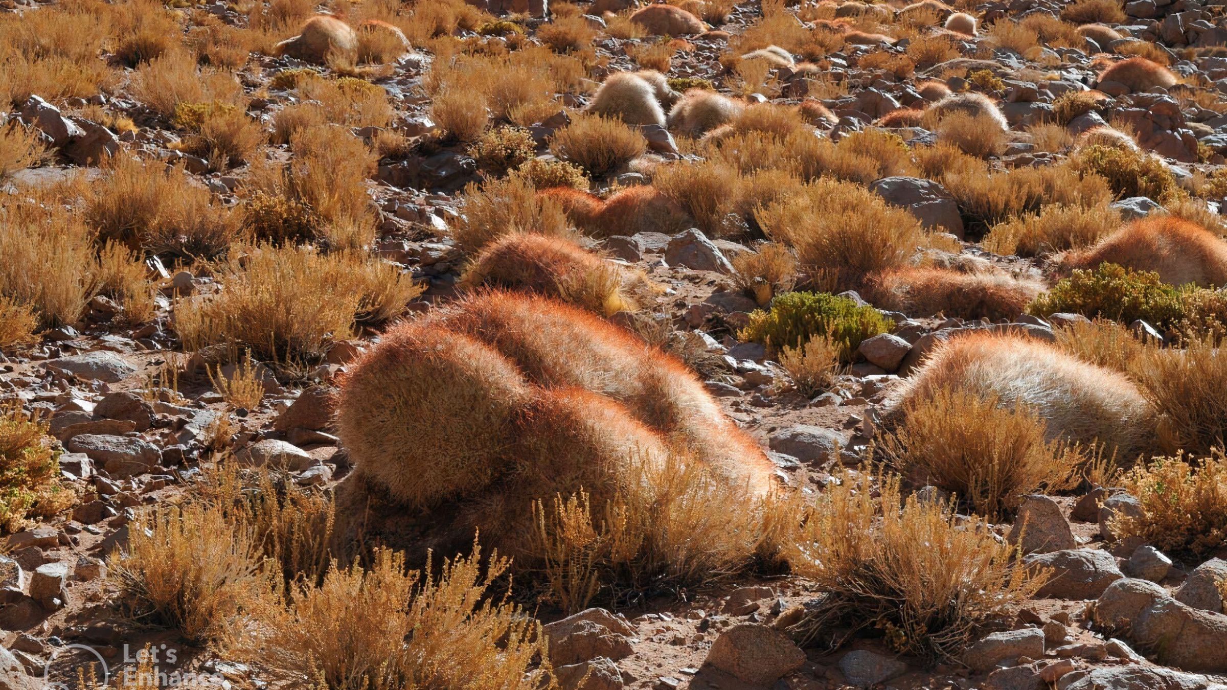 ¡Impresionante! «Cactus madre» del desierto facilita la vida de 18 especies de plantas
