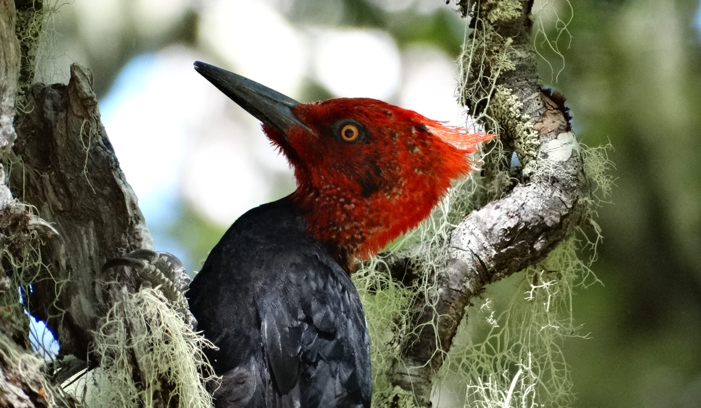 No solo son buenos ingenieros: los pájaros carpinteros y su rol como indicadores de biodiversidad en los bosques
