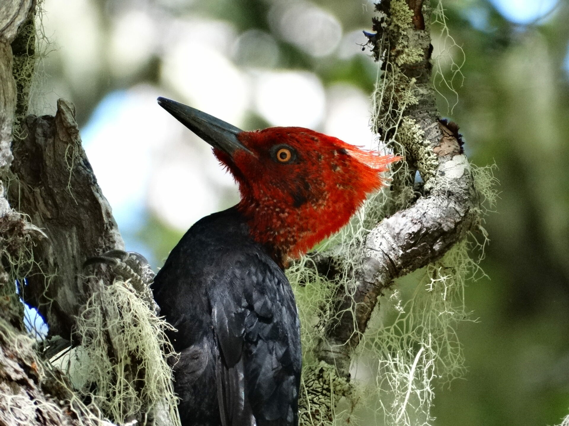 No solo son buenos ingenieros: los pájaros carpinteros y su rol como indicadores de biodiversidad en los bosques