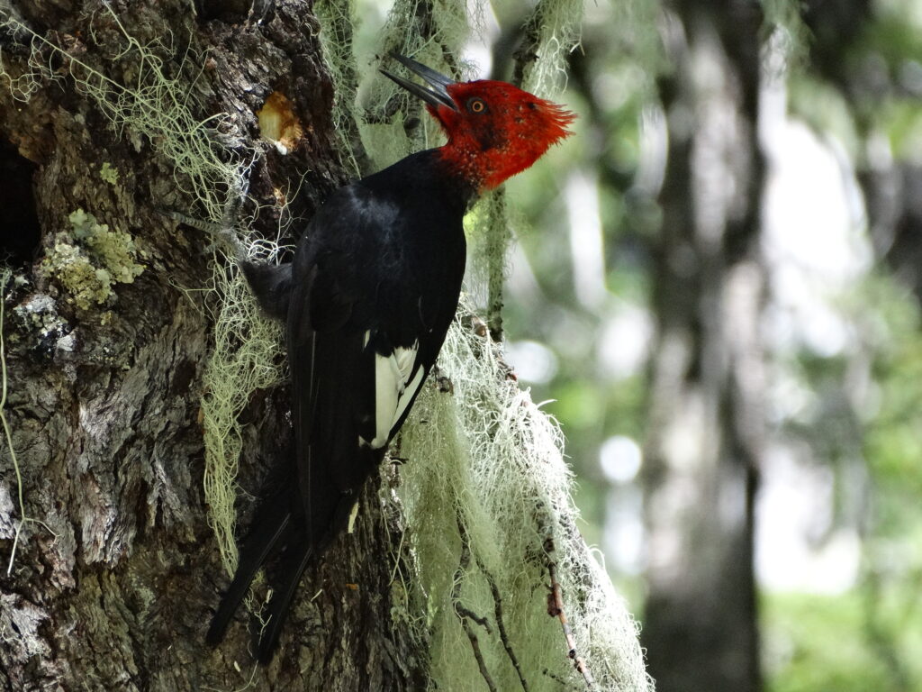 Carpintero negro (Campephilus magellanicus). Créditos: ©Franco Villalobos