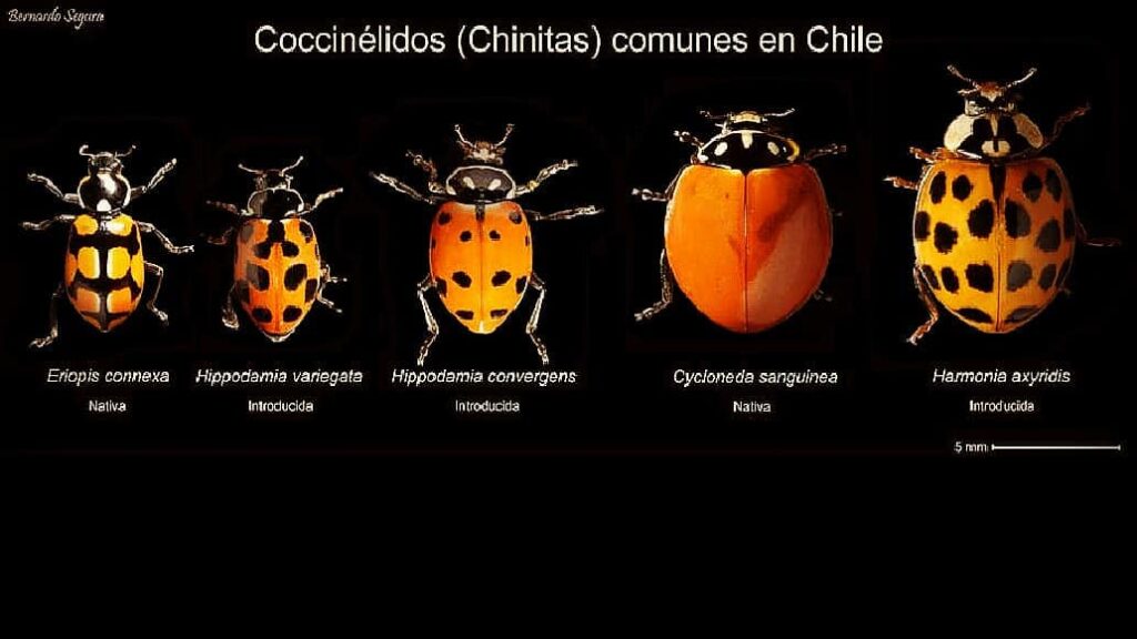 Infografía chinitas de Chile. Créditos: ©Chinita Arlequín
