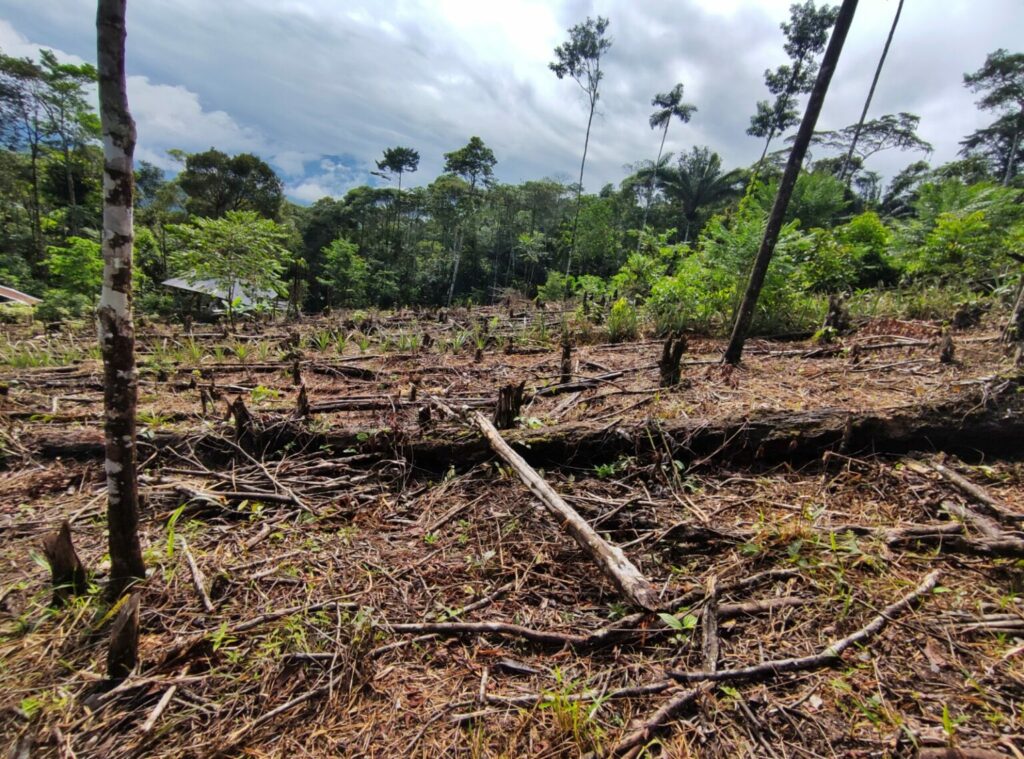 Un fragmento de selva talada, en la andinoamazonía colombiana, en el departamento de Putumayo. Foto: Natalia Pedraza.
