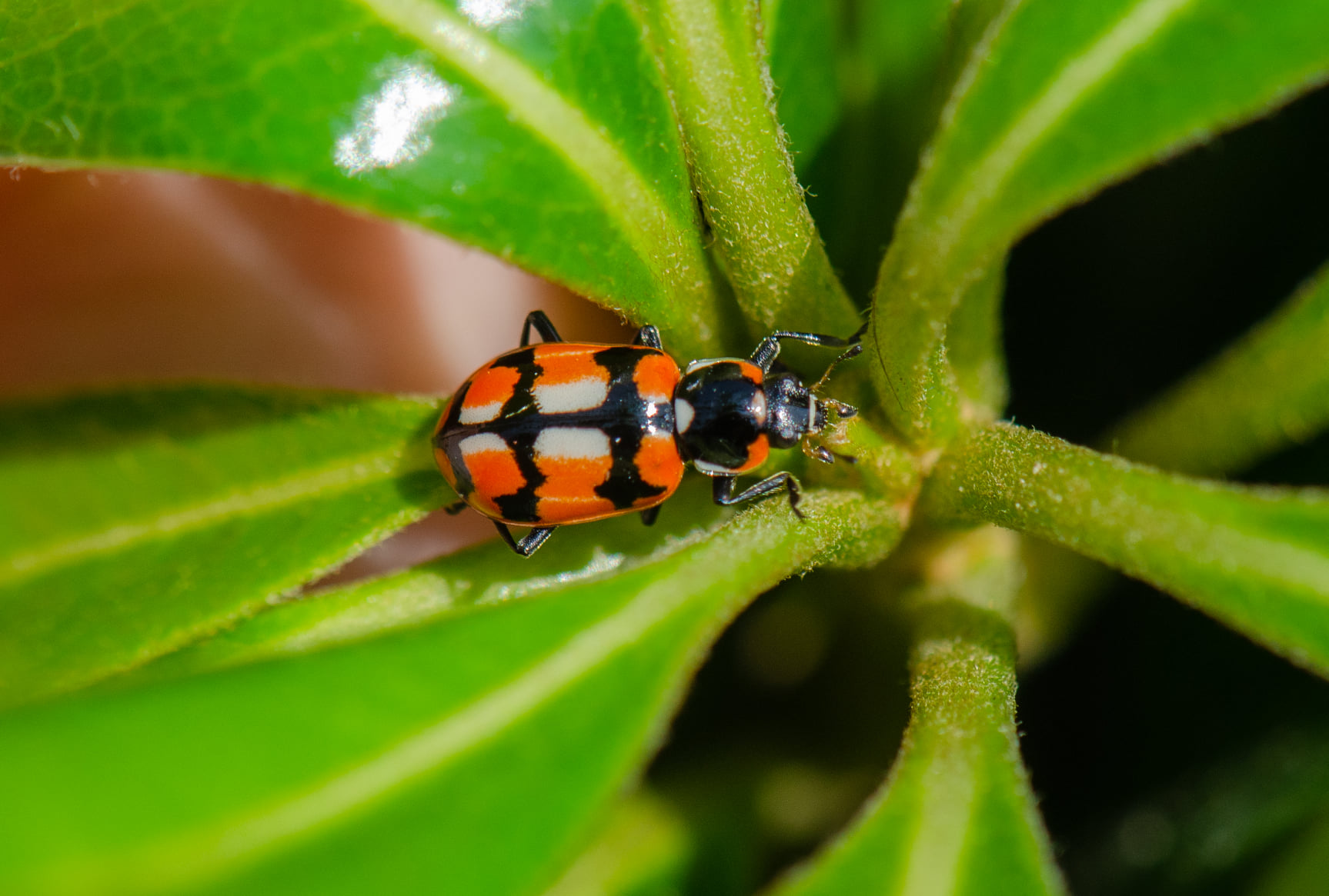 ¿Los reconoces? Descubre a los insectos más comunes de ver en los jardines de Chile Central