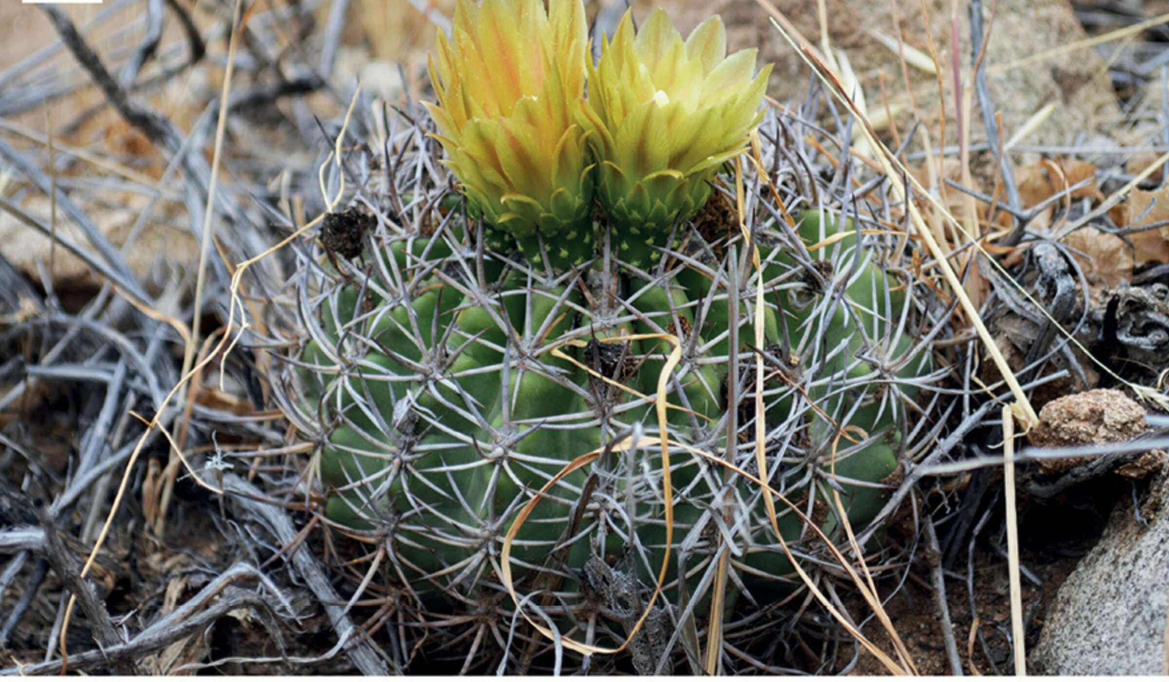 Investigadores identifican nueve especies de cactus que solo habitan en el centro de Chile