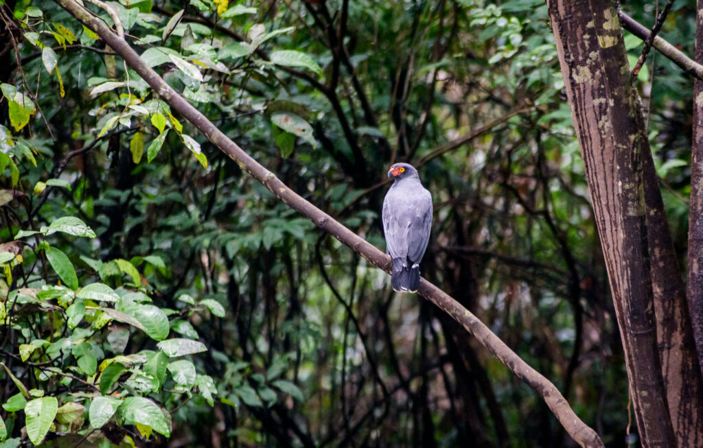 Gavilán pizarra en la Reserva Nacional Pacaya Samiria, en Perú. Los proyectos de conservación financiados mediante acuerdos de deuda por naturaleza han ayudado a proteger la vida silvestre en el corazón de la Amazonía peruana. (Imagen: MudflapDC / Flickr, CC BY-NC-ND)