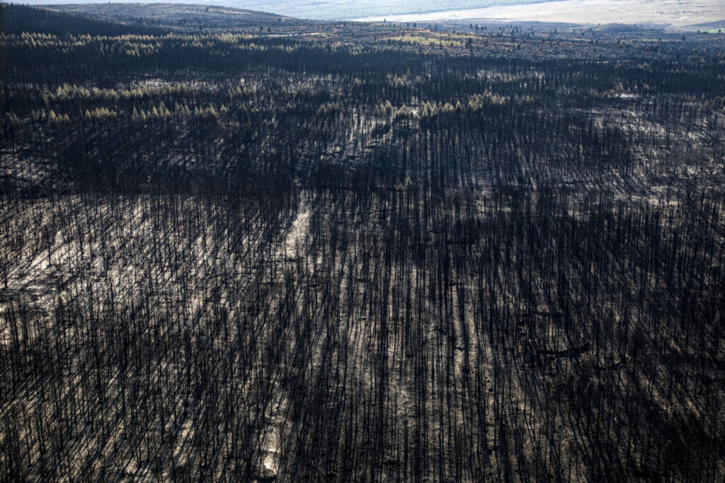 Áreas afectadas por los incendios forestales que se registraron en Río Negro y Chubut durante 2023. Foto: Greenpeace-Argentina
