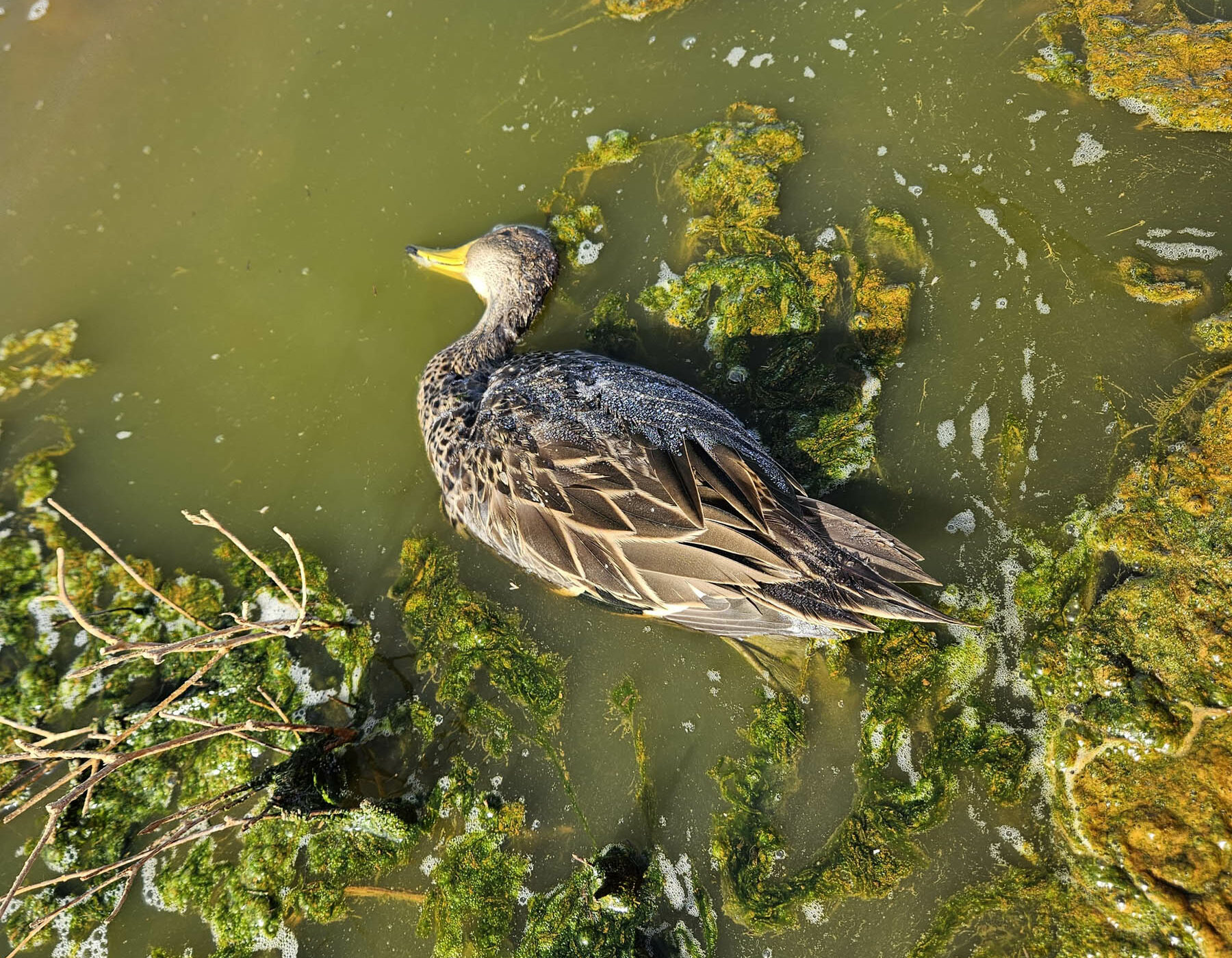 Revelan mortandad y parálisis de decenas de aves en la laguna de Aculeo