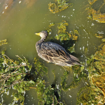 Revelan mortandad y parálisis de decenas de aves en la laguna de Aculeo