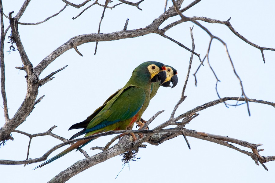 ARGENTINA: Proyecto Maracaná, buscando la recuperación de una especie extinta en el país