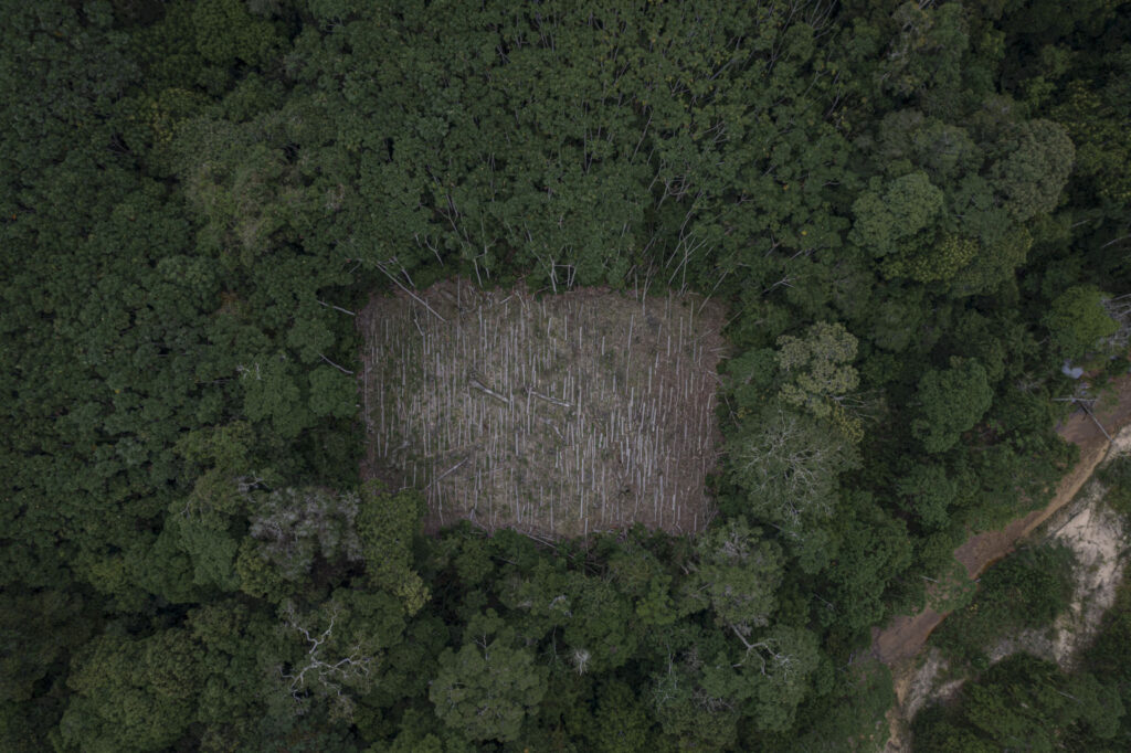 Deforestación para sembrar coca en medio del parque nacional Tipnis, Bolivia. Foto: Marcelo Del Carpio
