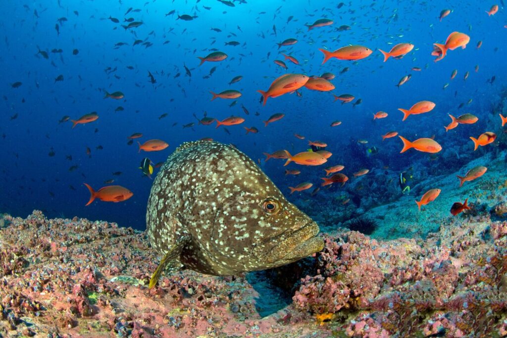 Un mero jaspeado nada en aguas cercanas a la isla de Malpelo, Colombia. El país firmó su primer canje de deuda por naturaleza en el año 2000 y ahora lidera las peticiones de canjes de deuda por acción climática. (Imagen: Alamy)