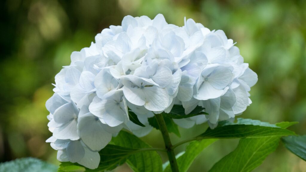 Hortensias blancas. Créditos: Milmed.