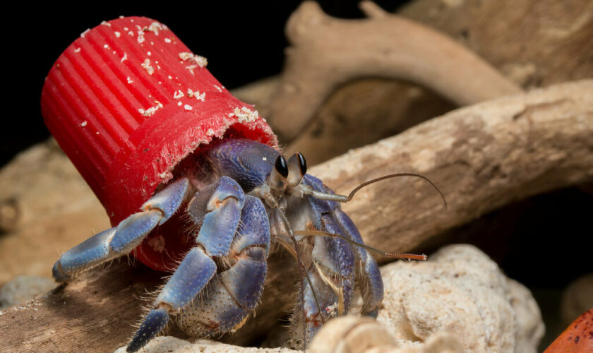 Hemos llegado muy lejos: Cangrejos ermitaños utilizan desechos plásticos en vez de conchas para protegerse