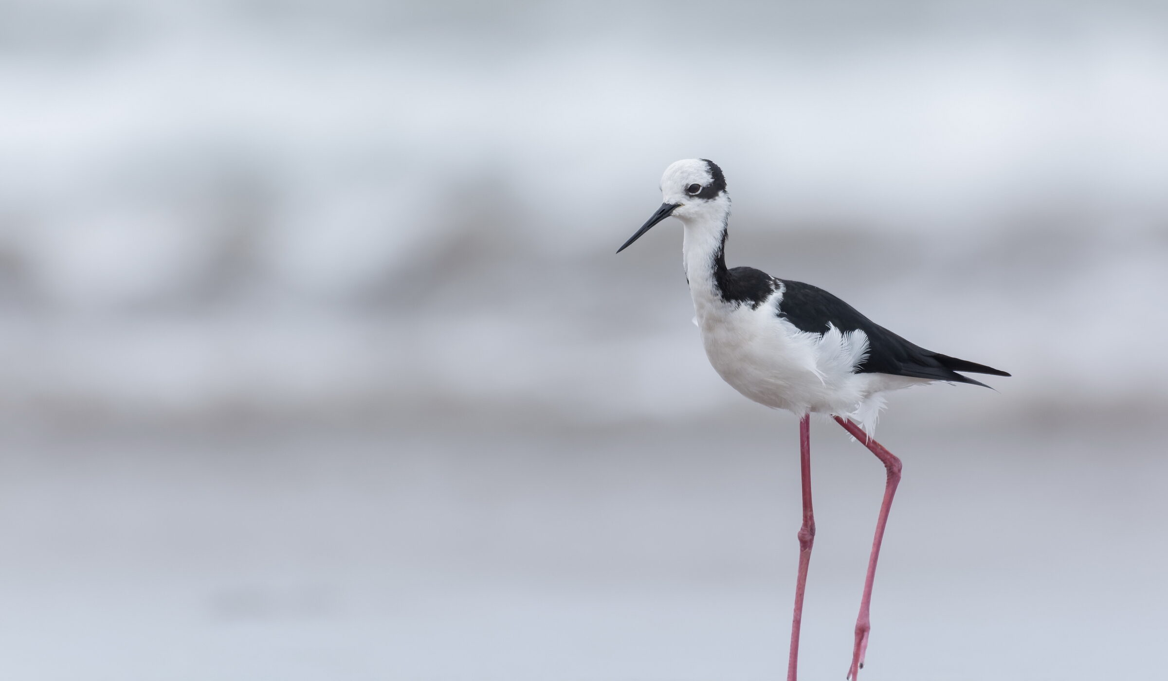 Bahía de Coquimbo recibe reconocimiento internacional por su valor para las aves playeras