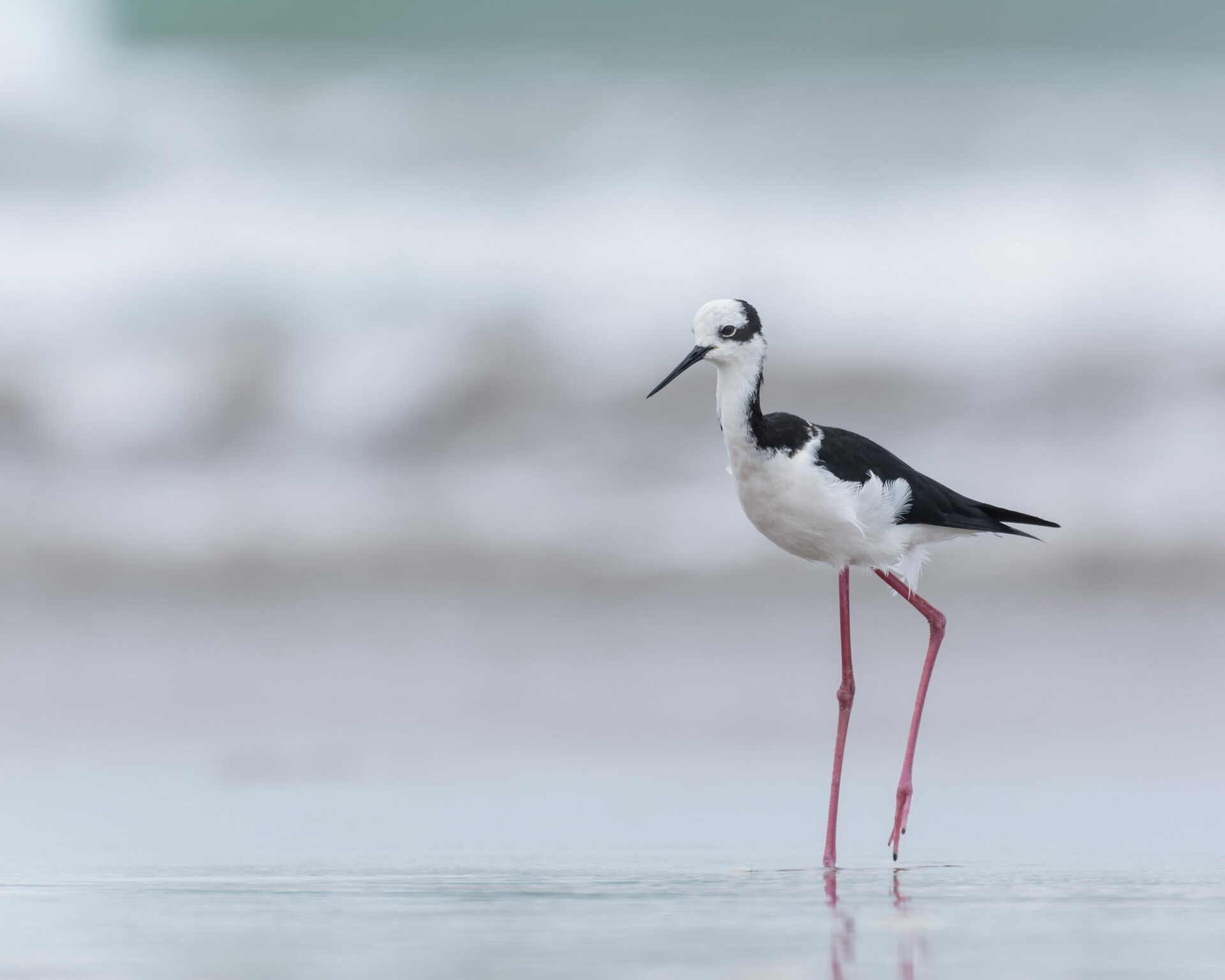 Bahía de Coquimbo recibe reconocimiento internacional por su valor para las aves playeras