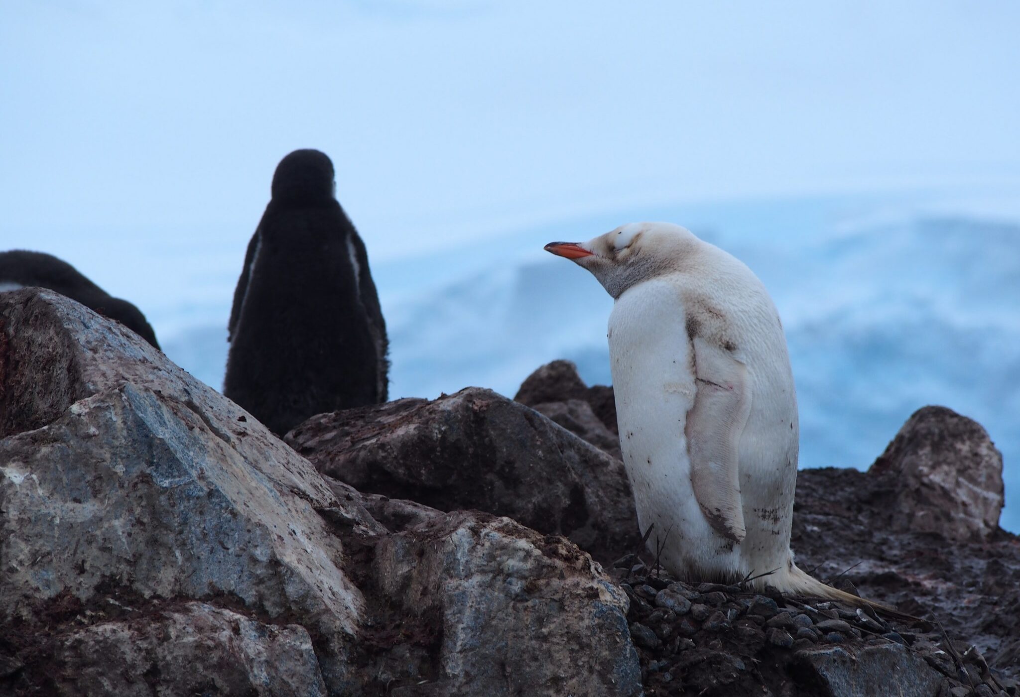 ¡Hermoso registro de pingüino papúa con leucismo en la Antártica chilena! ¿Por qué su color?