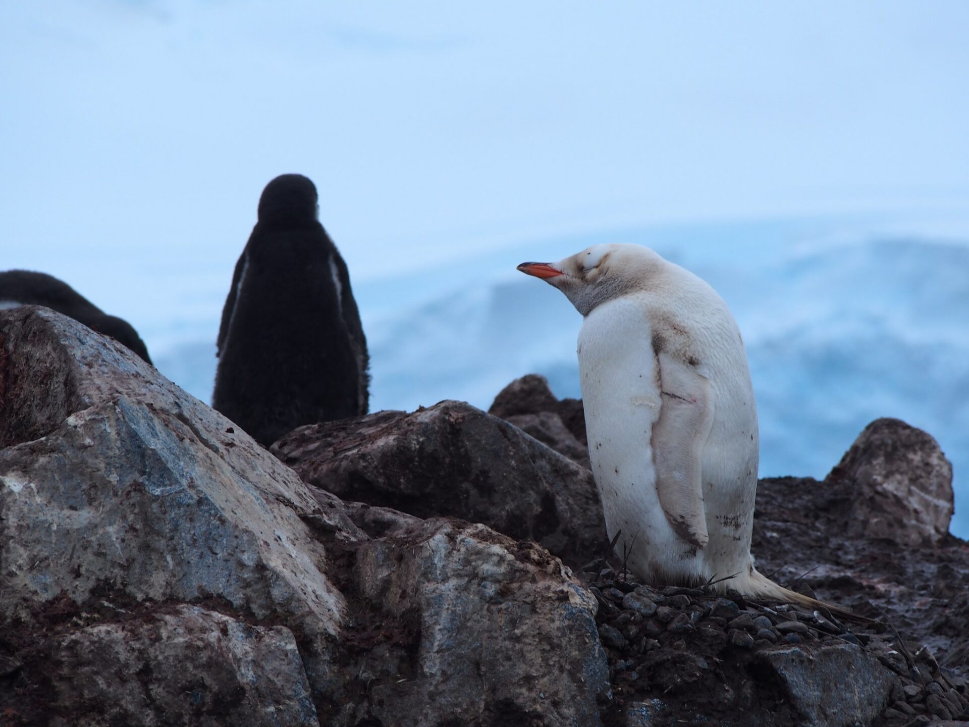 ¡Hermoso registro de pingüino papúa con leucismo en la Antártica chilena! ¿Por qué su color?