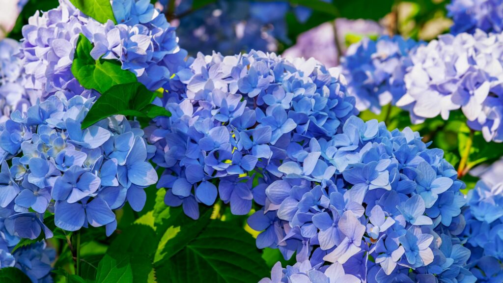 Hortensias azules. Créditos: Pixabay.