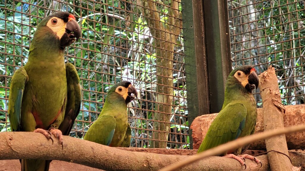 proyecto-maracana-plantel-reproductivo-aves-argentinas-ph--tatiana-ruiz-berman