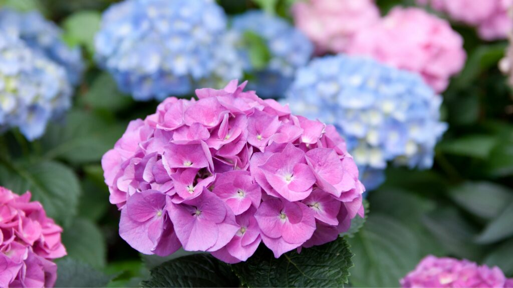 Hortensias rosadas y azules. Créditos: Richard-7.