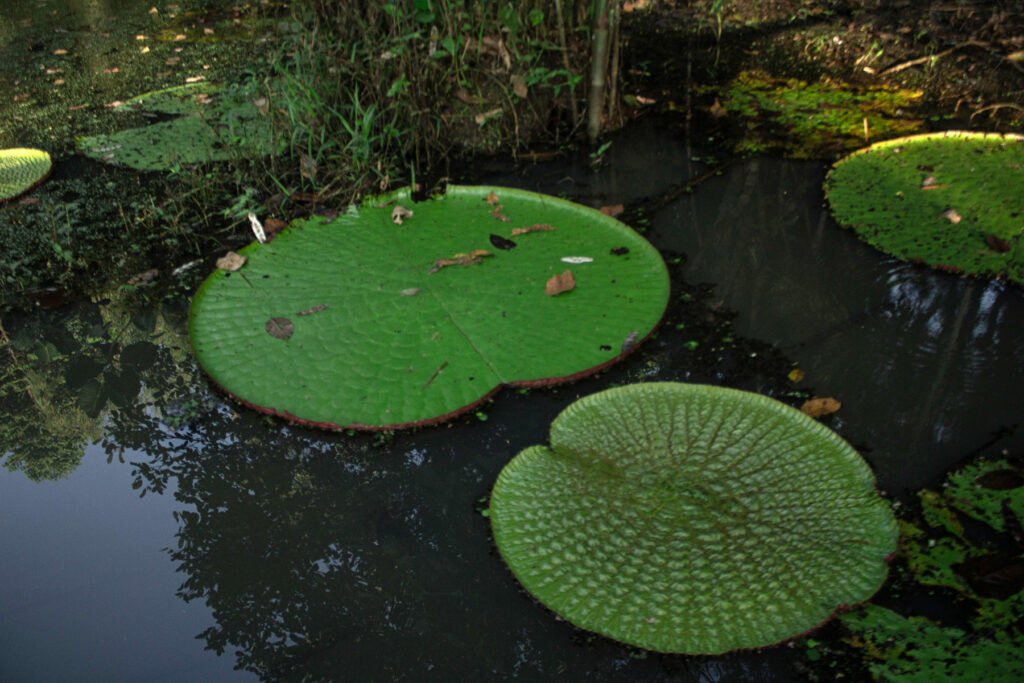 Las victorias regias, que Ema Tapullima trabaja para conservar, son plantas acuáticas nativas de la Amazonía que pueden medir hasta un metro de diámetro. Créditos: Sally Jabiel.