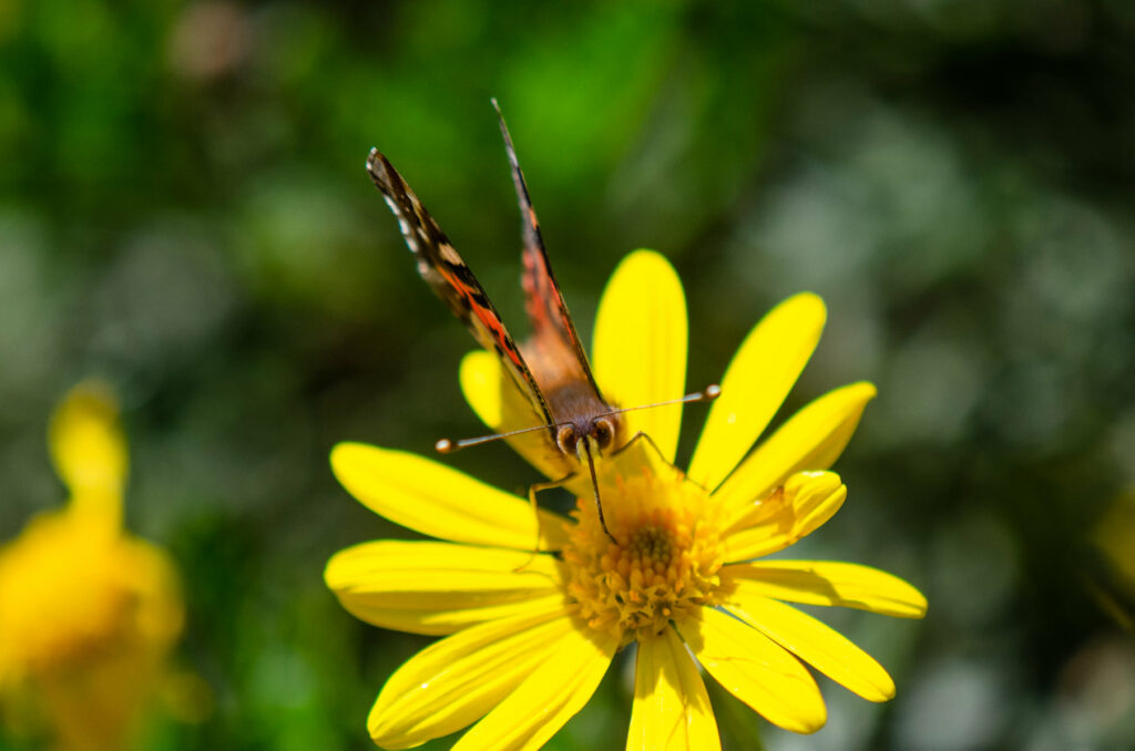 Mariposa colorada (Vanessa Carye). Créditos: ©Gabriela Germain