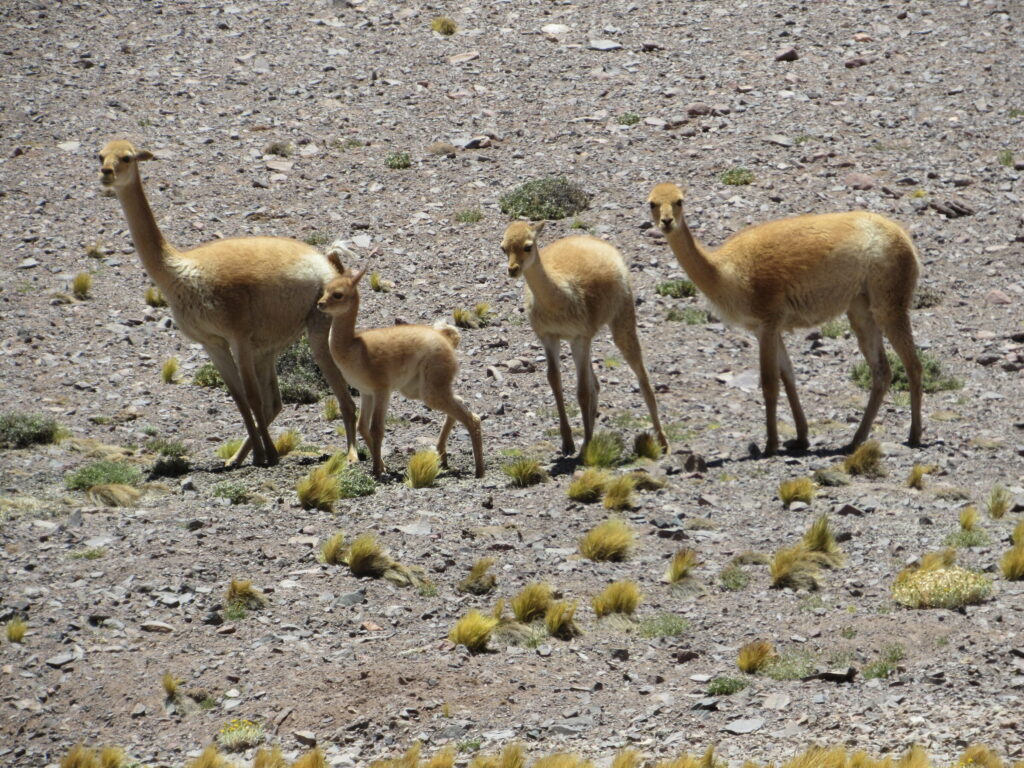 Una familia de vicuñas en el recorrido a Salar Pedernales. 