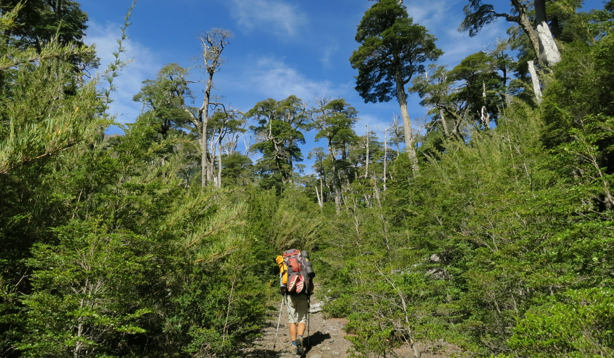 Trekking de Anticura a Antillanca: un recorrido de dos días por la «ruta roja» del Parque Nacional Puyehue