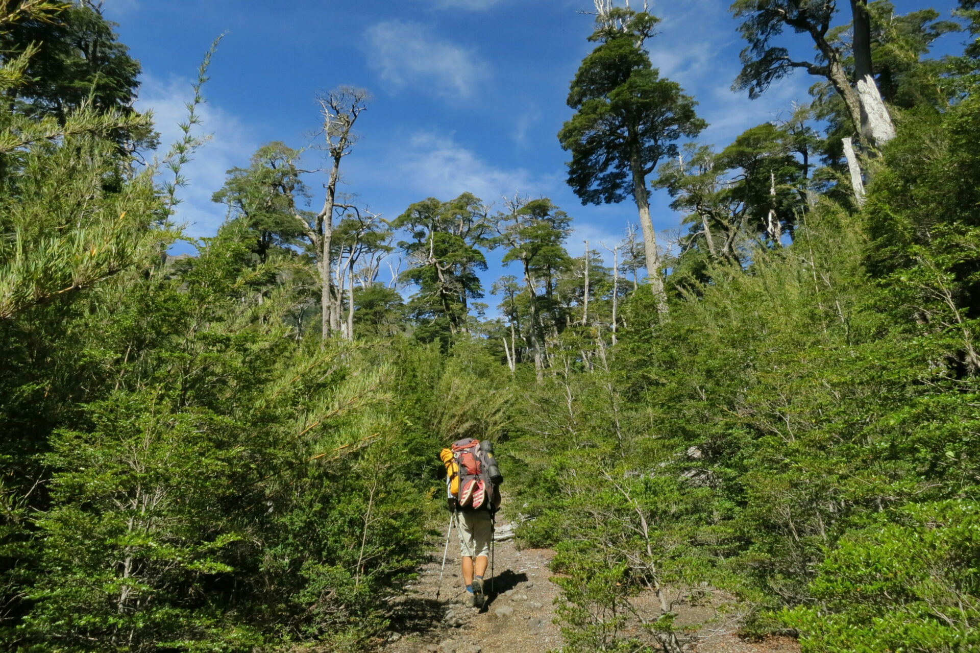 Trekking de Anticura a Antillanca: un recorrido de dos días por la «ruta roja» del Parque Nacional Puyehue