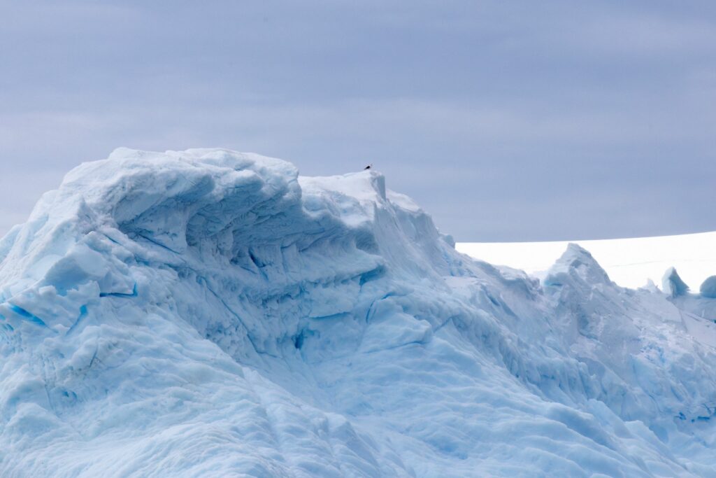 antartica-gaviota-iceberg