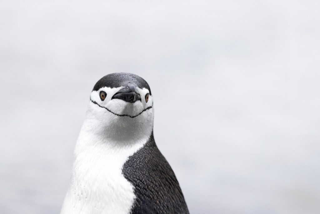 antartica-pinguino-blanco