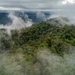 La selva tropical del Chocó es hogar de cuatro víboras del complejo de especies Bothriechis schlegelii , incluidas dos nuevas especies descubiertas por Arteaga et al. 2024. Foto de Lucas Bustamante .