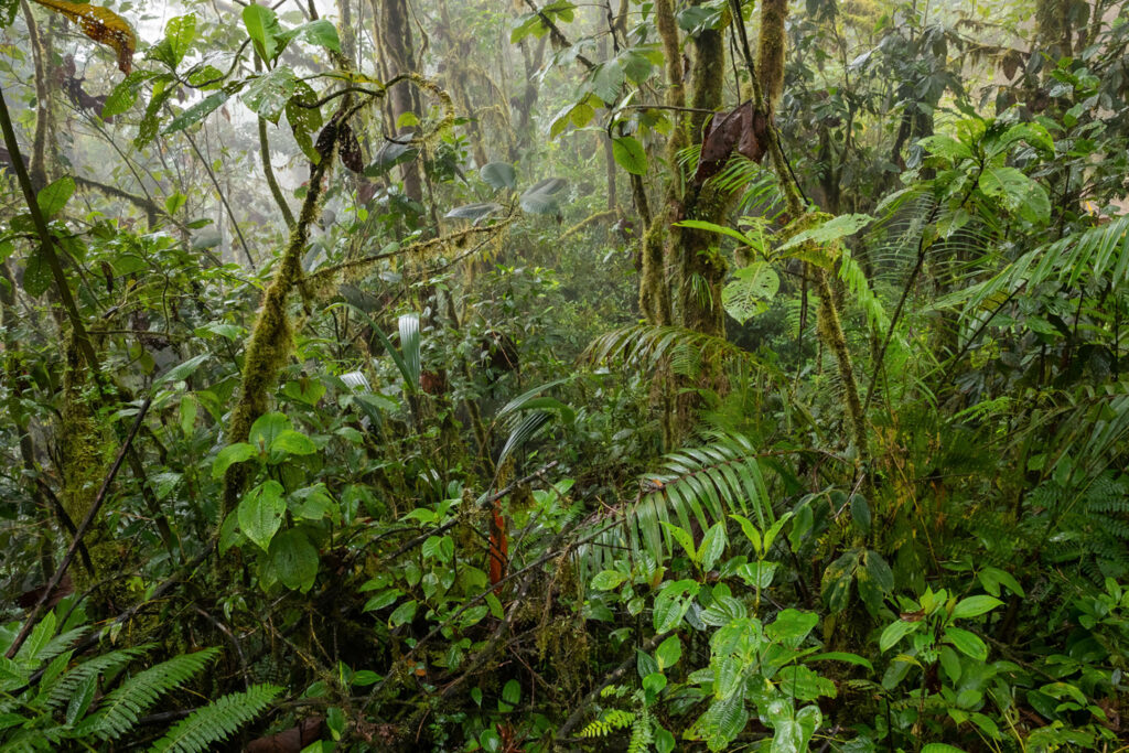 Bosque de Chocó. Bosque alrededor de Llurimagua, una zona de exploración minera cerca de Junín, Ecuador. Créditos Lucas Bustamante.