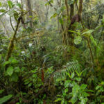 Bosque de Chocó. Bosque alrededor de Llurimagua, una zona de exploración minera cerca de Junín, Ecuador. Créditos Lucas Bustamante.