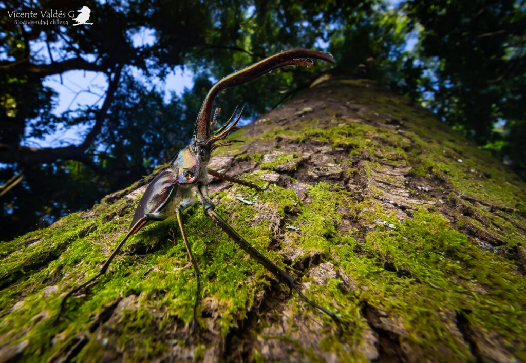 Un macho de ciervo volante posando sobre un árbol. Créditos: Vicente Valdés Guzmán.