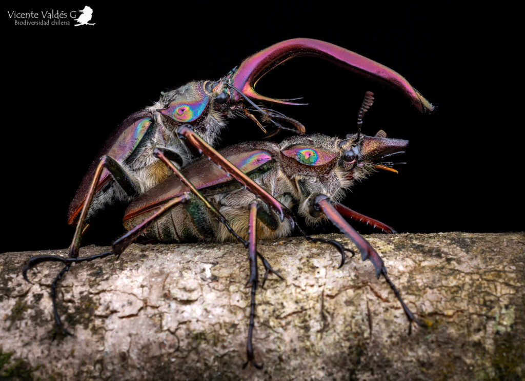 Un macho y una hembra de ciervo volante reproduciéndose. Créditos: Vicente Valdés Guzmán.