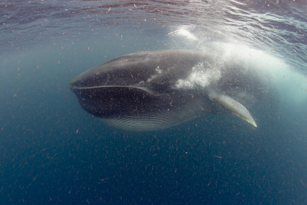 Cuentan en la Caleta Chañaral de Aceituno, ubicada en el límite sur de la Región de Atacama, que en los últimos cinco años la presencia de ballenas ha aumentado alrededor de la isla Chañaral.