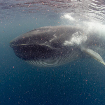 Descubren un cañón submarino que atrapa el krill en el Archipiélago Humboldt: sería el secreto de las ballenas en la zona