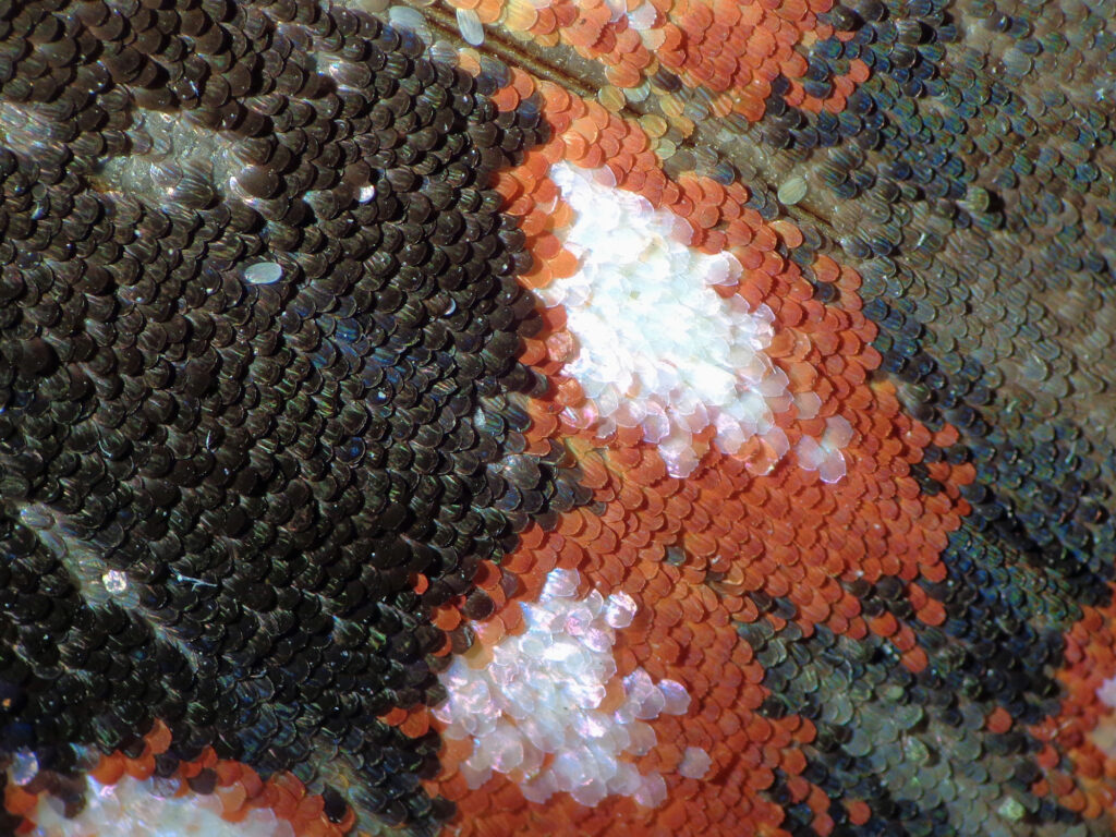 Escamas de mariposa del chagual (Castnia eudesmia). Créditos Francisco Urra.
