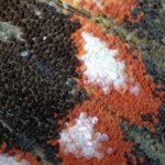 Escamas de mariposa del chagual (Castnia eudesmia). Créditos Francisco Urra.