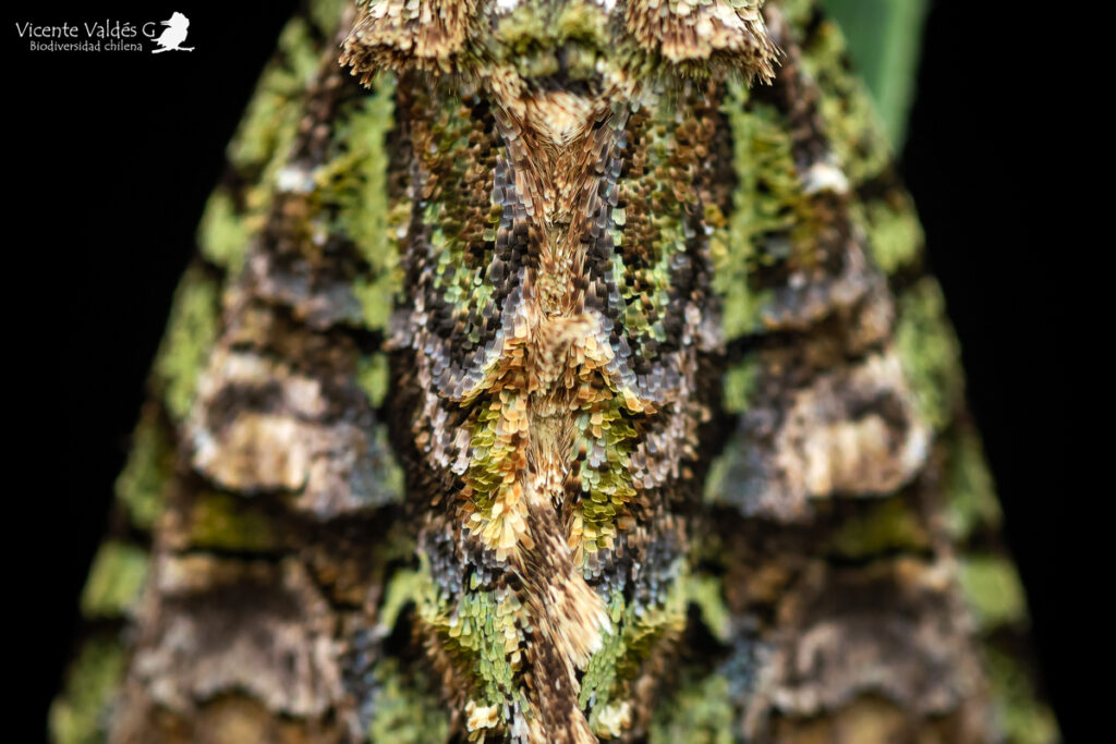 Polilla de la familia Noctuidae. Créditos Vicente Valdés/ Biodiversidad Chilena
