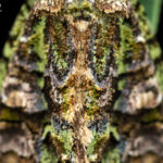 Polilla de la familia Noctuidae. Créditos Vicente Valdés/ Biodiversidad Chilena