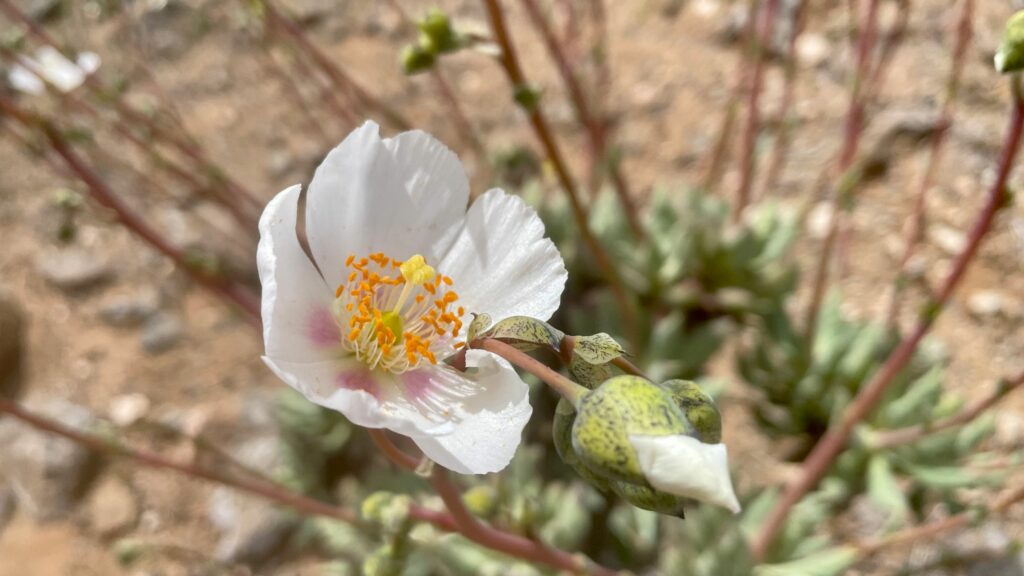 Flores desierto florido de Atacama. Créditos: Benoit Blanchot.