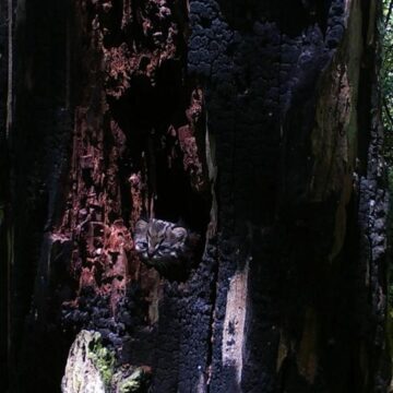 Güiña usando un árbol quemado de refugio: primer registro de reproducción en cavidades en estado silvestre